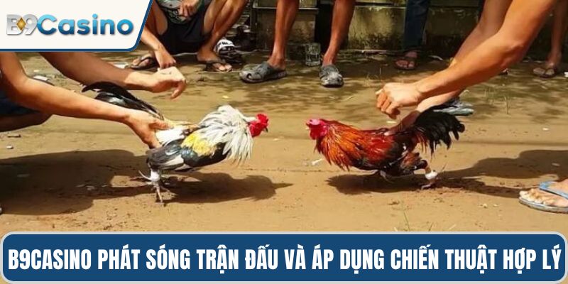 Đá Gà Cựa Dao B9casino Kinh Nghiệm Chiến Thuật Đỉnh Cao 2 B9casino phát sóng trận đấu và áp dụng chiến thuật hợp lý