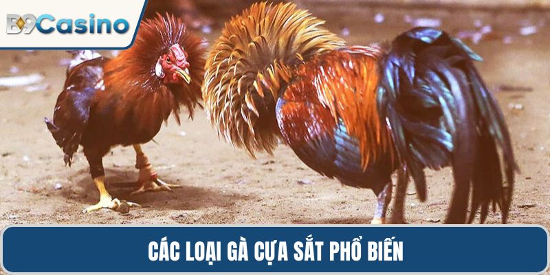 Các loại gà cựa sắt phổ biến