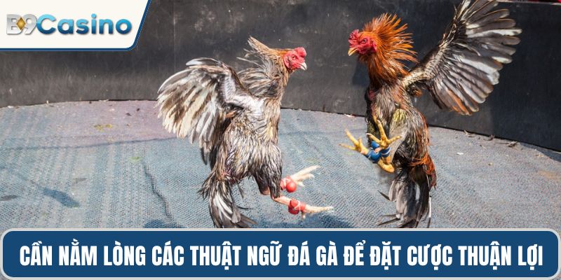 Cần nằm lòng các thuật ngữ đá gà để đặt cược thuận lợi