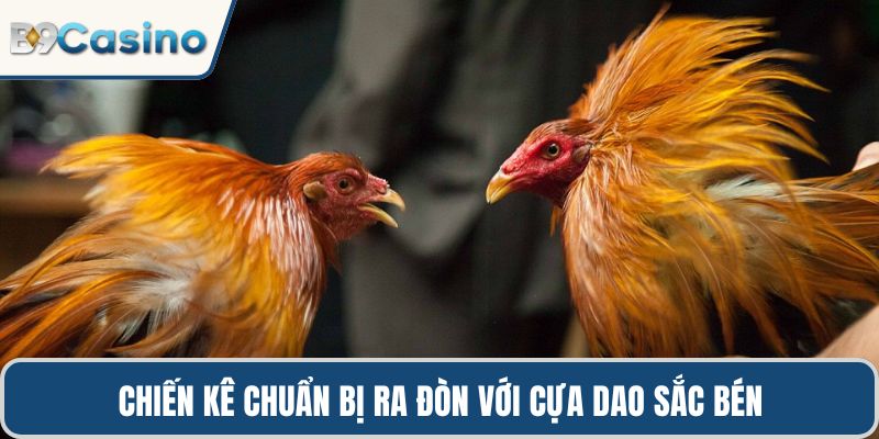 Đá Gà Cựa Dao B9casino Kinh Nghiệm Chiến Thuật Đỉnh Cao 3 Chiến kê chuẩn bị ra đòn với cựa dao sắc bén