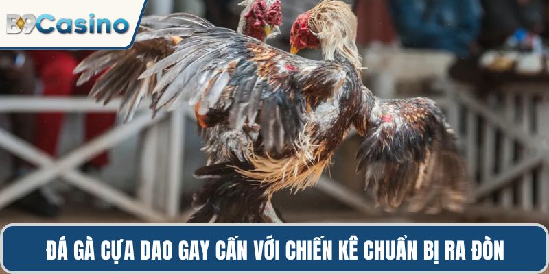 Đá Gà Cựa Dao B9casino Kinh Nghiệm Chiến Thuật Đỉnh Cao 1 Đá gà cựa dao gay cấn với chiến kê chuẩn bị ra đòn