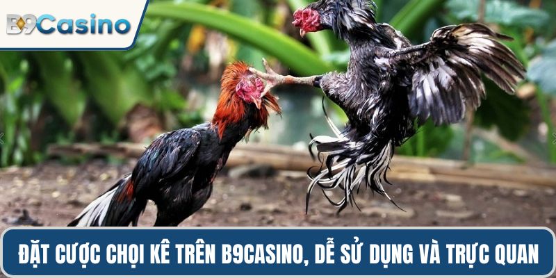 Đặt cược chọi kê trên B9casino, dễ sử dụng và trực quan