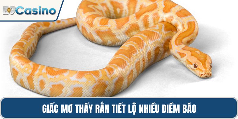 Giấc mơ thấy rắn tiết lộ nhiều điềm báo