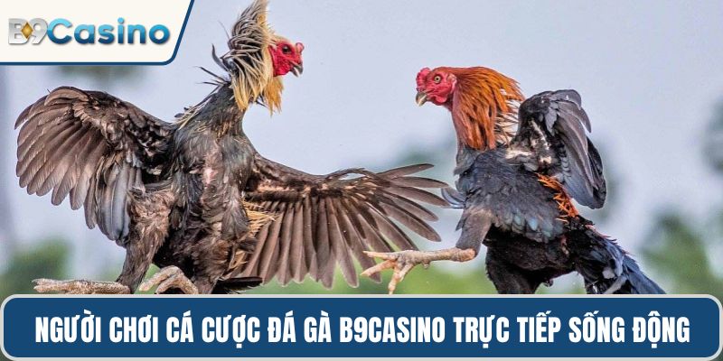 Người chơi cá cược đá gà B9casino trực tiếp sống động