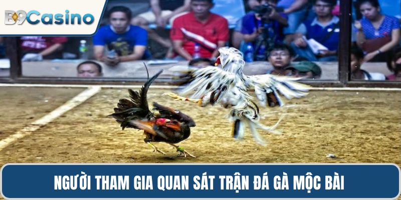 Người tham gia quan sát trận đá gà Mộc Bài 