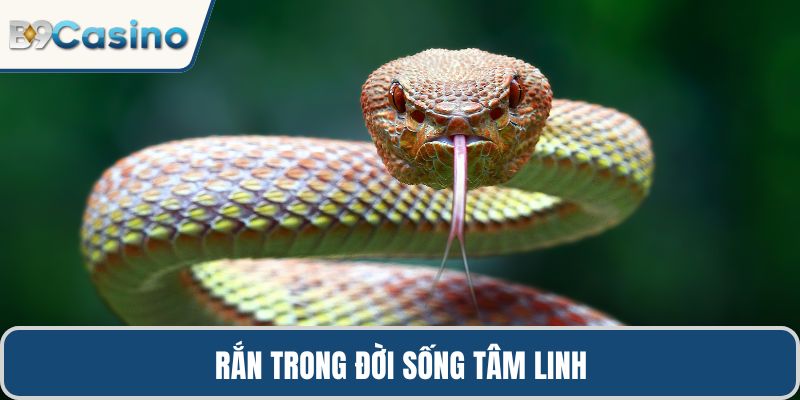 Rắn trong đời sống tâm linh