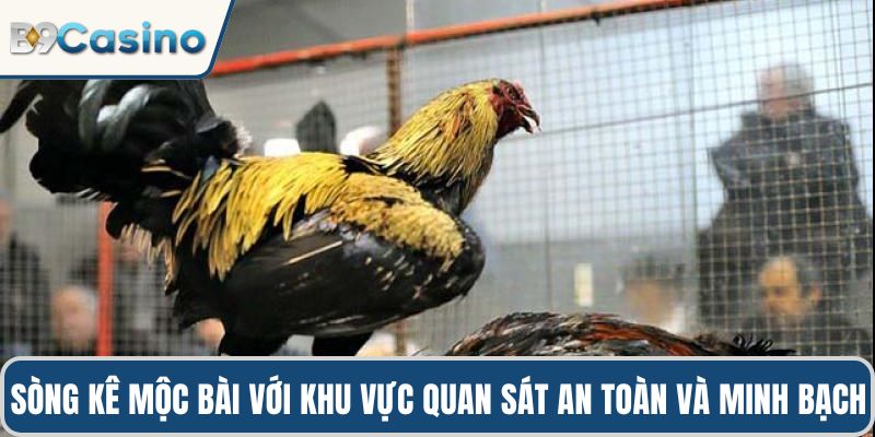 Sòng kê Mộc Bài với khu vực quan sát an toàn và minh bạch