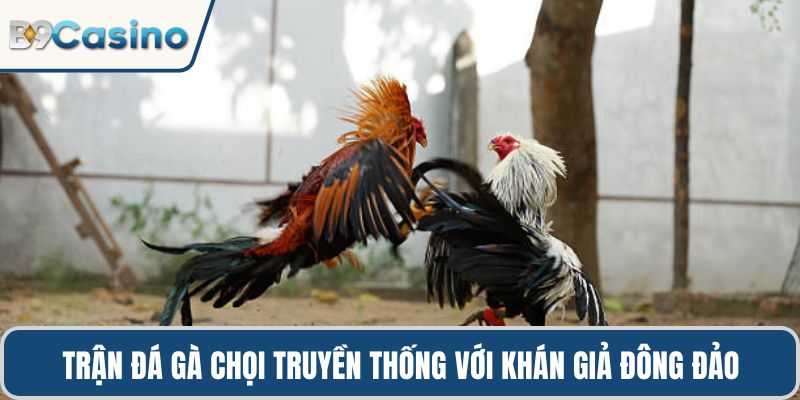 Đá Gà Chọi B9casino Hướng Dẫn Chiến Thuật Thành Công 1 Trận đá gà chọi truyền thống với khán giả đông đảo