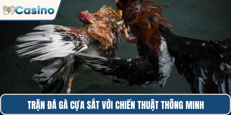 Trận đá gà cựa sắt với chiến thuật thông minh