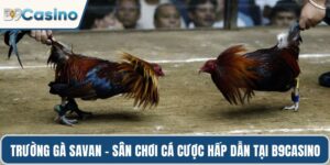 Trường gà Savan