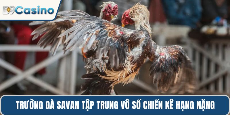 Trường gà Savan tập trung vô số chiến kê hạng nặng